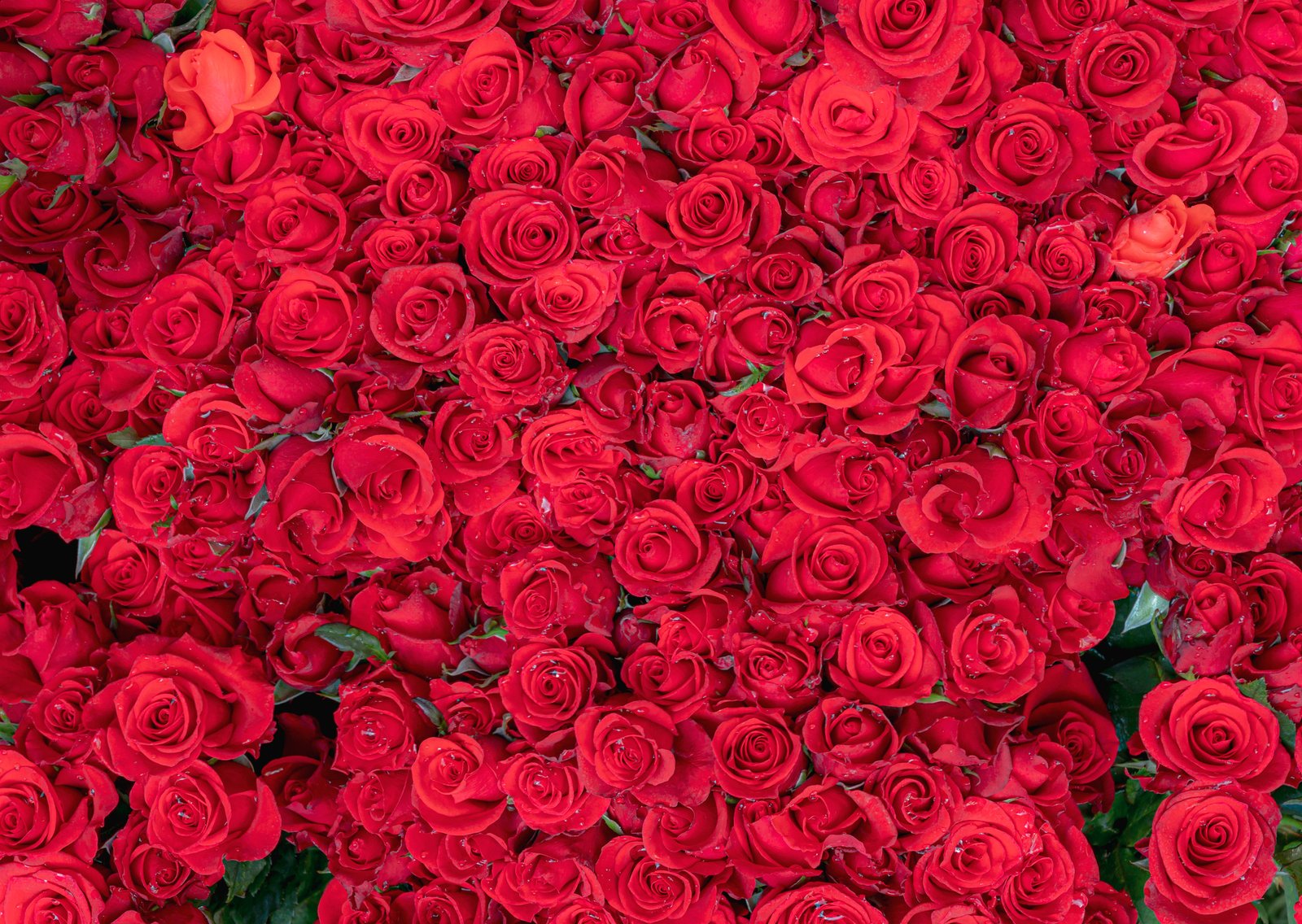 roses valentine